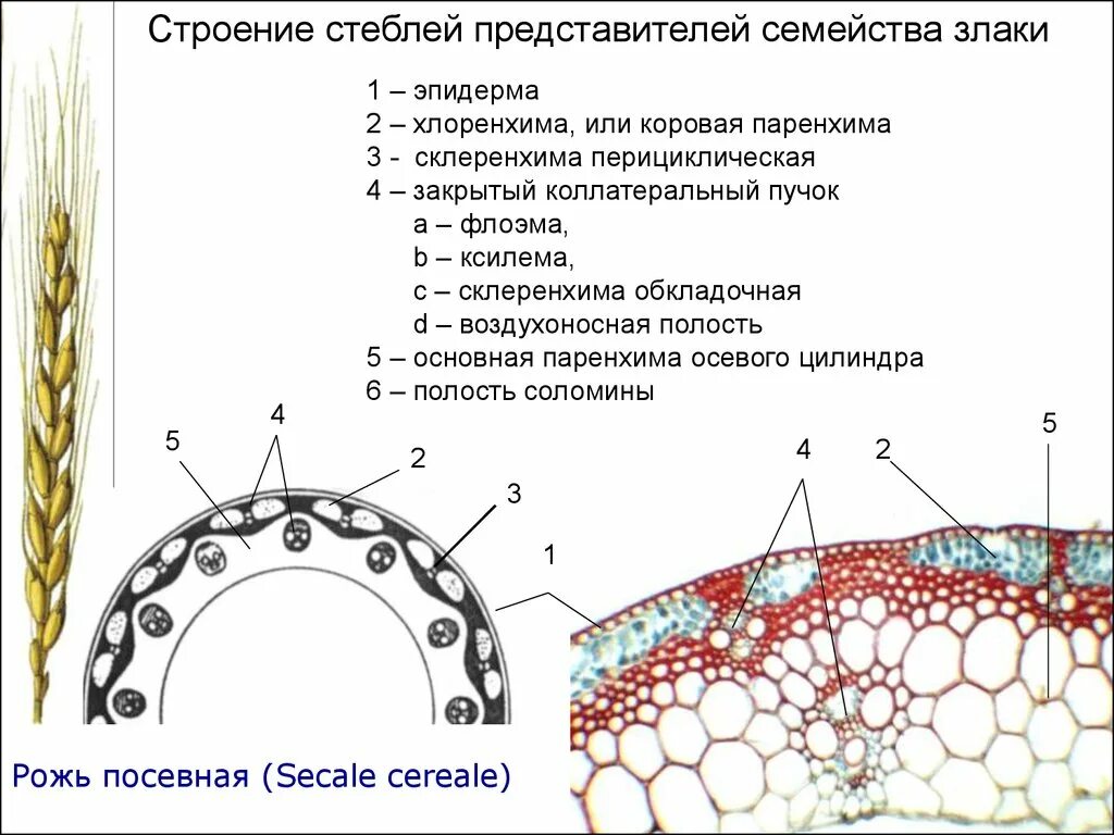 Название стебля злаков. Поперечный срез стебля Соломины. Строение стебля Соломины ржи. Внутреннее строение стебля однодольных растений. Стебель Соломина ржи строение.