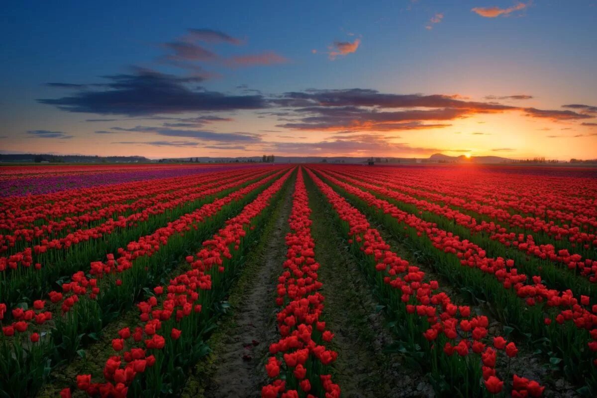 Где находится тюльпановое поле. Долина Скагит. Поля тюльпанов Долины Скагит, Вашингтон. Долина Скагит штат Вашингтон. Тюльпановые поля в Нидерландах.