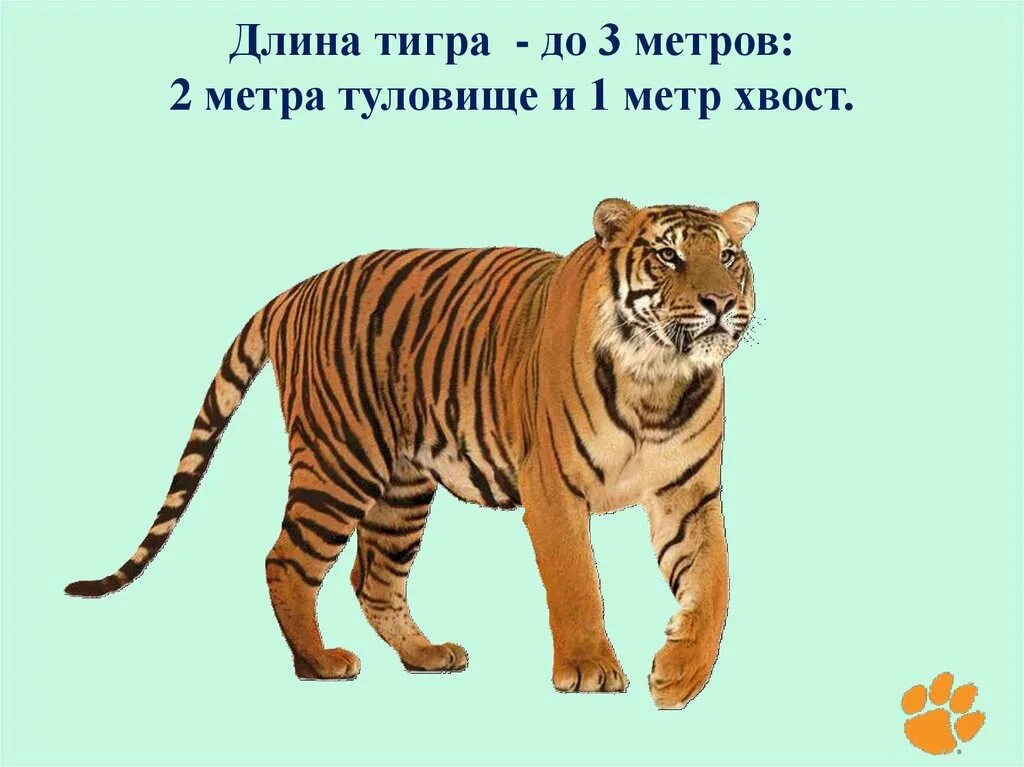 Какая длина тигра. Длина тигра. Тигр хвост. Тигриный хвост. Тигр в длину.