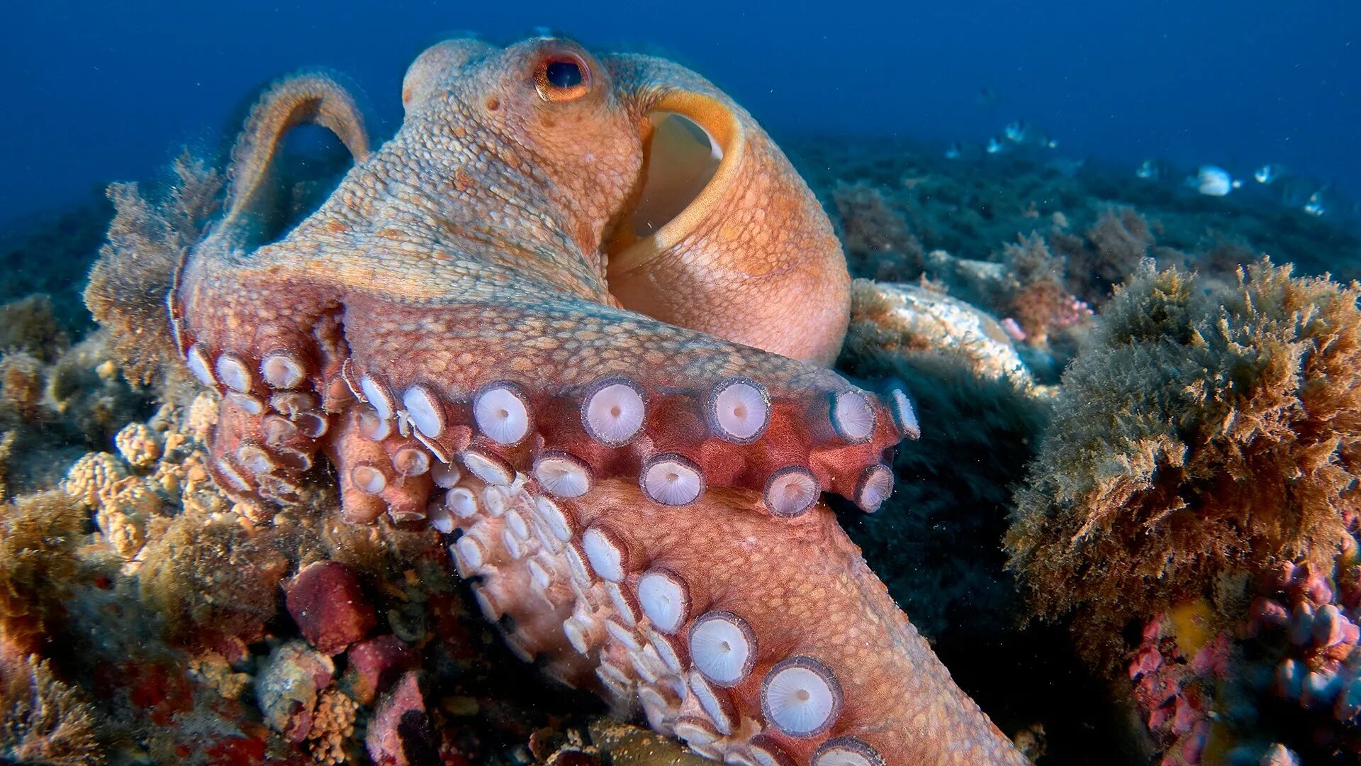 Обитание головоногих. Тихоокеанский полосатый осьминог. Головоногие моллюски осьминог. Осьминог Octopus vulgaris. Умный осьминог.