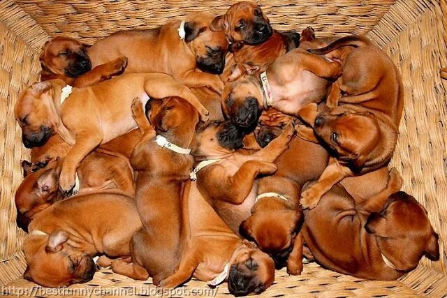 Pin de Janet Lee em Dogs Caes racas, Cães bonitos, Material do cão