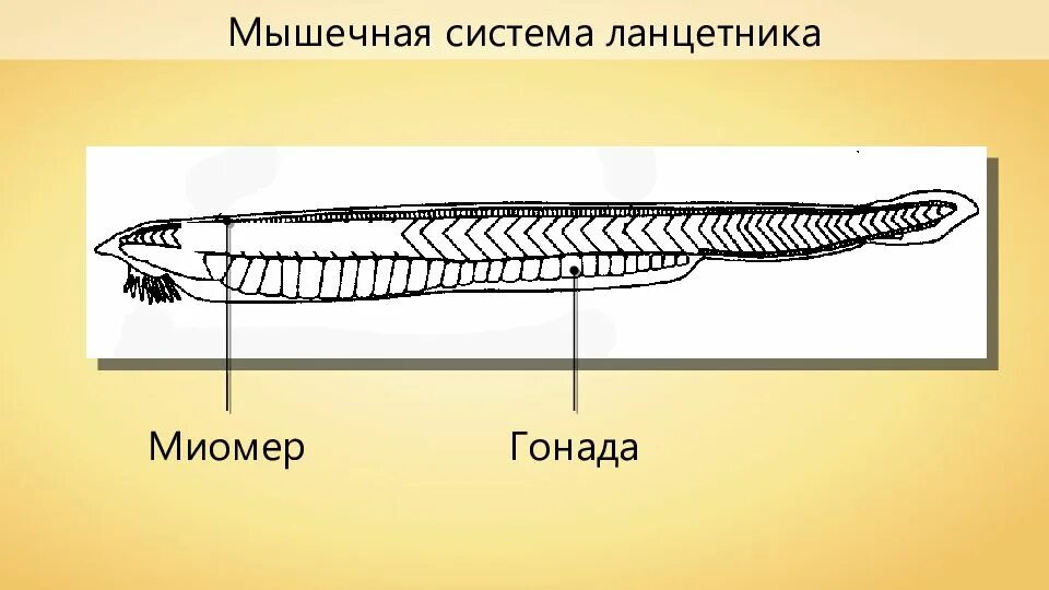 Системы ланцетника. Мышечная система ланцетника. Покровы ланцетника 7 класс биология. Хорда ланцетника. Цевка хордовые