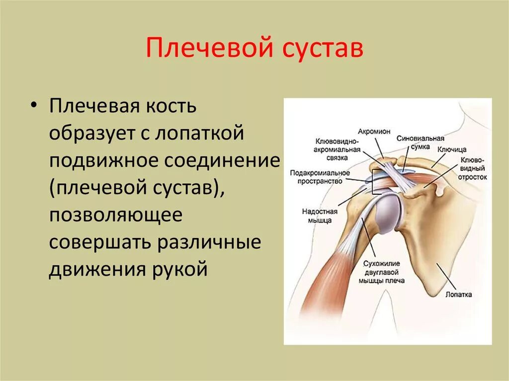 Соединения костей плечевого пояса. Плечевой сустав. Плечевой сустав анатомия. Схема плечевого сустава. Строение сустава плеча.