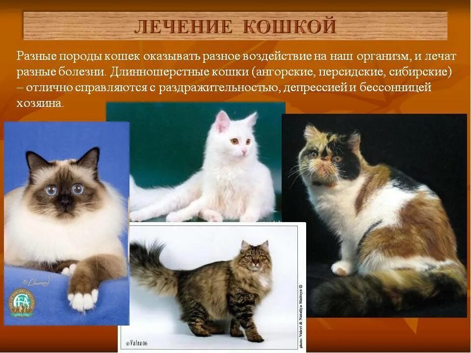 Кошки фото описание. Породы кошек с фотографиями и названиями. Кошки бывают разных пород. Картинки котов с описанием. Породы кошек слайд.
