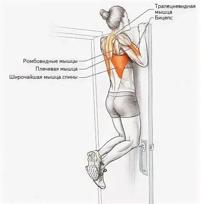 Упражнения на трапециевидную мышцу в тренажерном зале. Мышцы разгибатели позвоночника упражнения. Упражнения на трапециевидную мышцу. Тренировка ромбовидной мышцы. Упражнения на ромбовидные мышцы спины.