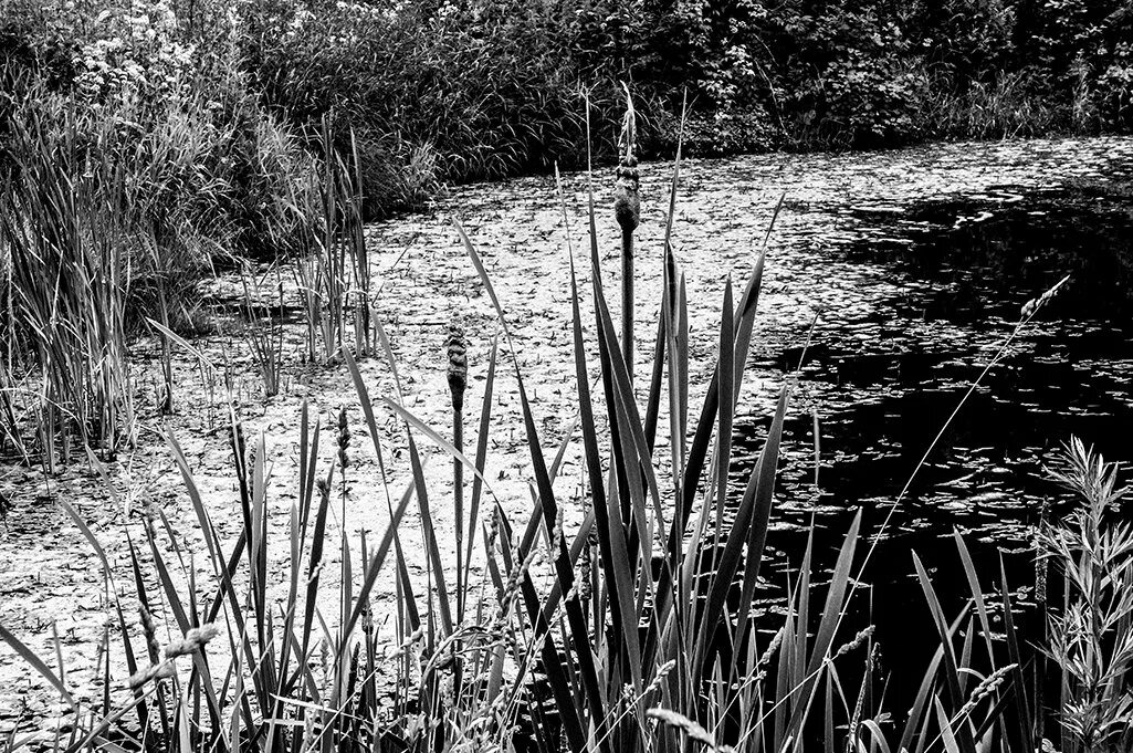 Камыш иллюстрация. Рогоз лаксмана. Камыши. Ветки камыша. Рогоз typha.