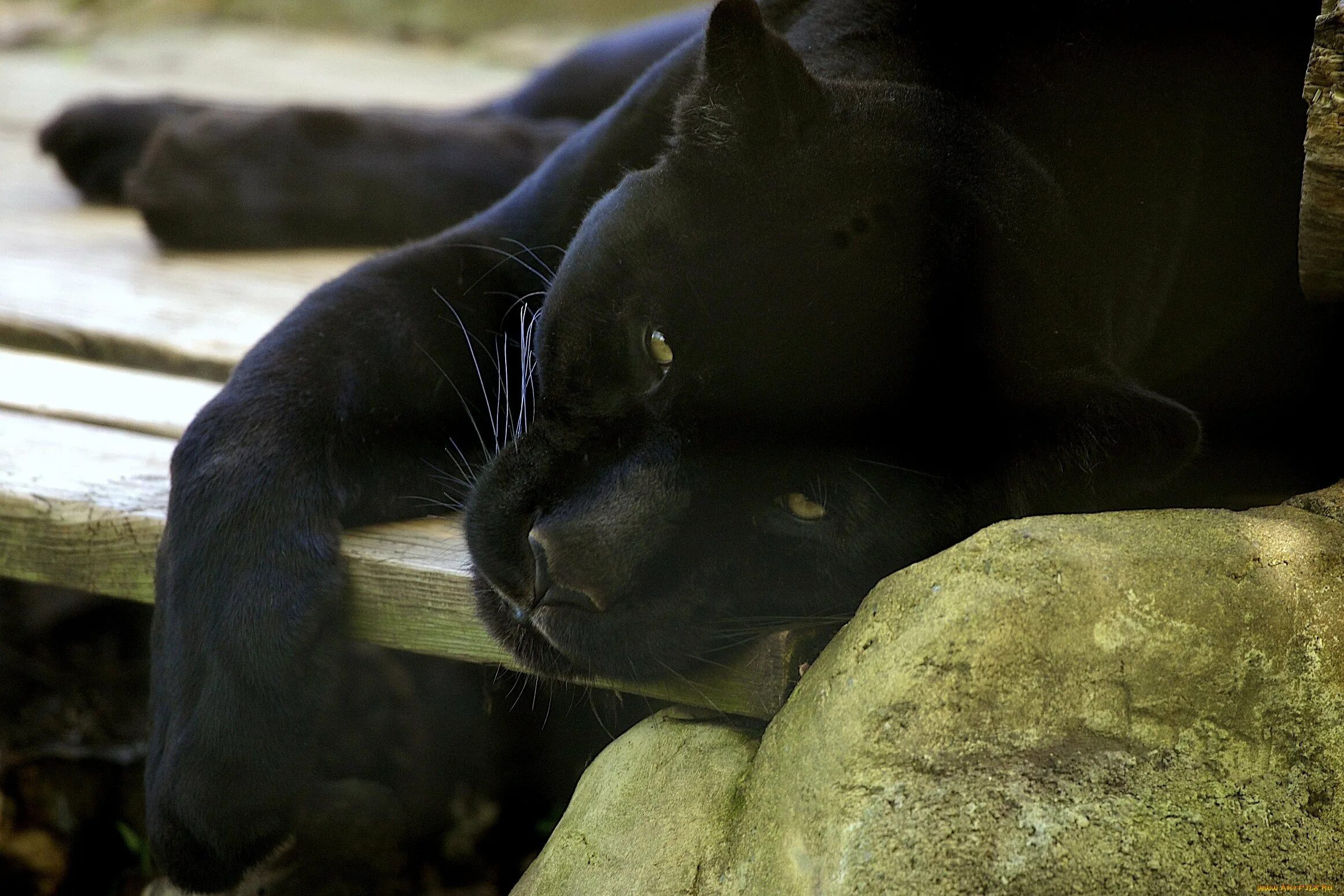 Любимец черной пантеры. Пантера. Черная пантера. Красивая пантера. Пума черная.