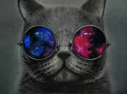 Обои с крутыми котами