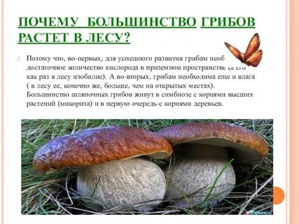 Грибы растут в течение всей жизни