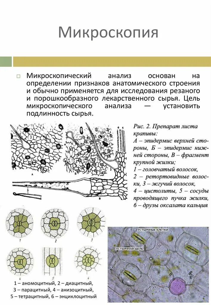 Микроскопический анализ лекарственного растительного