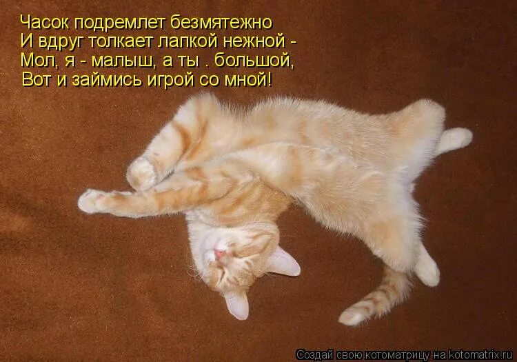 Посижу часок и выдам что нибудь. Подремать. Забери меня отсюда. Кот мем. Посижу часок и выдам что нибудь.