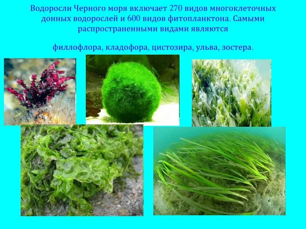 Хлорофиты водоросли. Видовое название водорослей. Водоросли видовое название растения. Самые распространенные водоросли.