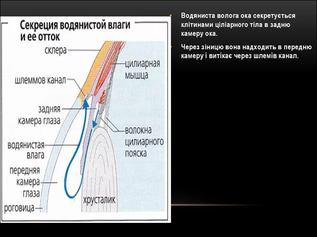 Отток водянистой влаги глаза. Механизм оттока внутриглазной жидкости. Отток водянистой влаги глаза. Пространства радужно-роговичного угла. Схема циркуляции и оттока внутриглазной жидкости.