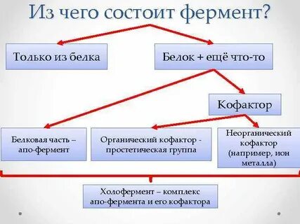 Ферменты что это простыми словами