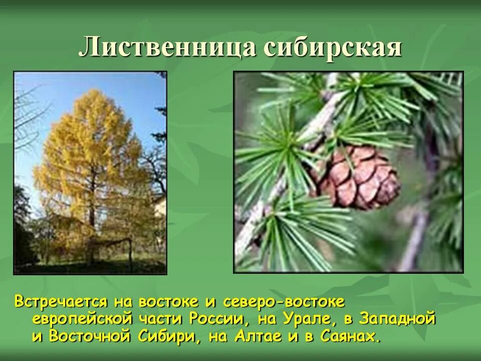 Лиственница Сибирская местообитание. Микростробилы лиственницы сибирской. Лиственница Даурская. Лиственница Сибирская дендрария.