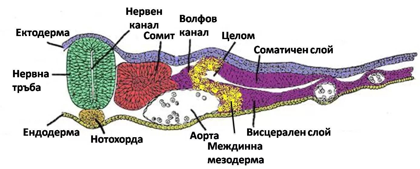 Сомиты зародыша. Сомиты хорда нервная трубка гистология. Мезодерма Сомит.