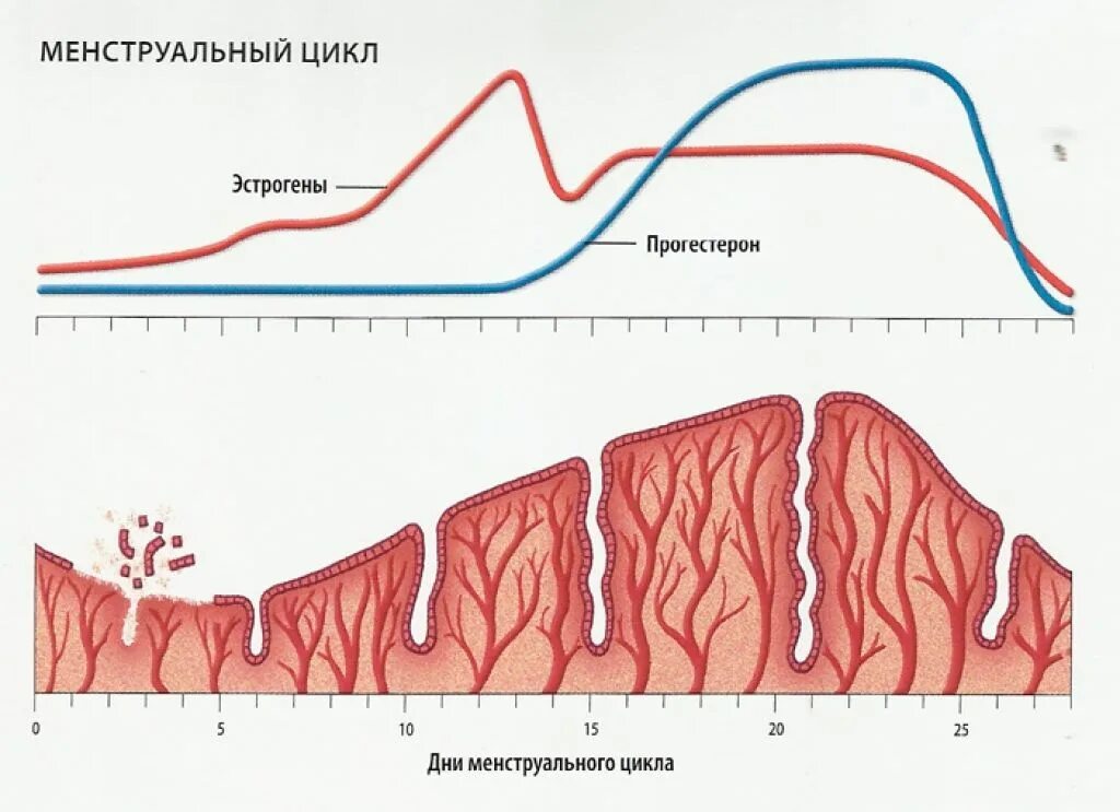 Ранняя стадия секреции эндометрия. Фазы менструального цикла эндометрий. Пролиферативная фаза менструационного цикла. Эндометрий по фазам менструального цикла. Фазы маточного цикла анатомия.