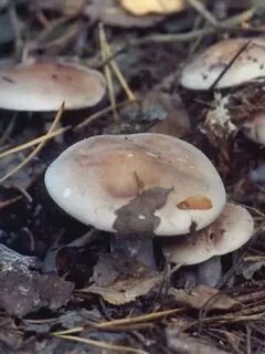 В каком лесу растут рядовки