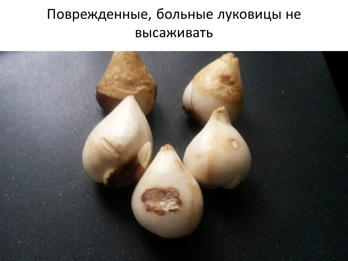 Тюльпаны болезни и лечение: найдено 88 изображений