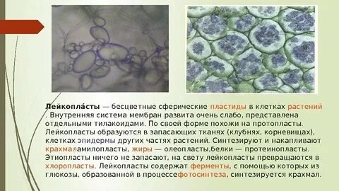 В каких органах располагаются запасающие ткани