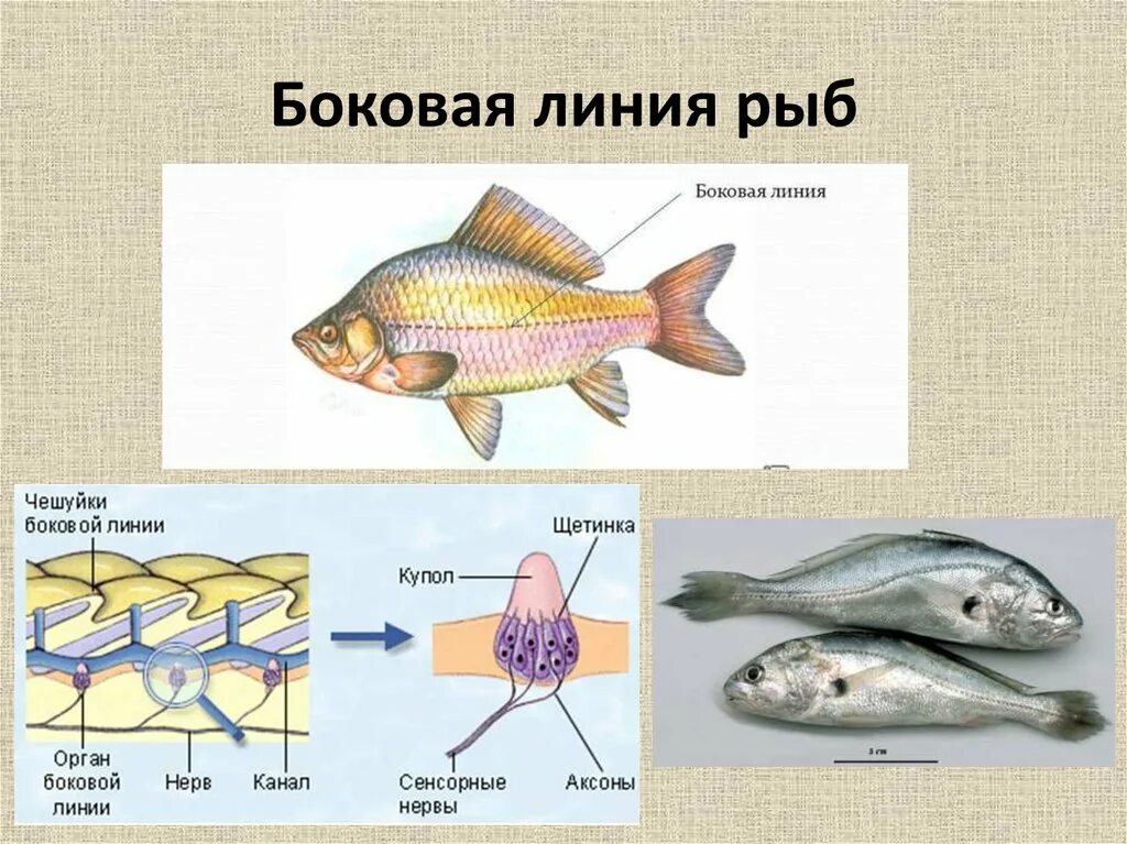 Особый орган чувств боковая линия. Боковая линия у рыб функции. Строение боковой линии у рыб. Органы боковой линии. Схема строения боковой линии рыб.