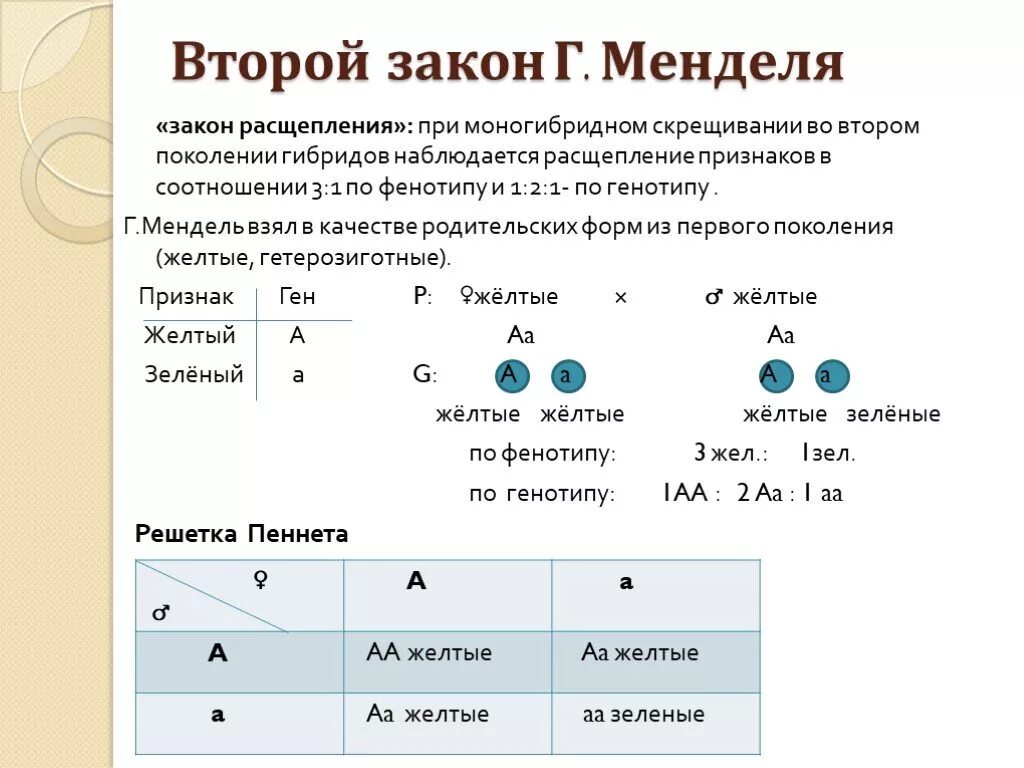 Проявление признака в первом поколении. Биология задачи по генетике 1 закон Менделя. 1-Й закон Менделя (закон единообразия гибридов первого поколения): …. Второй закон Менделя биология 9 класс. Второй закон Менделя правило расщепления гибридов f2.