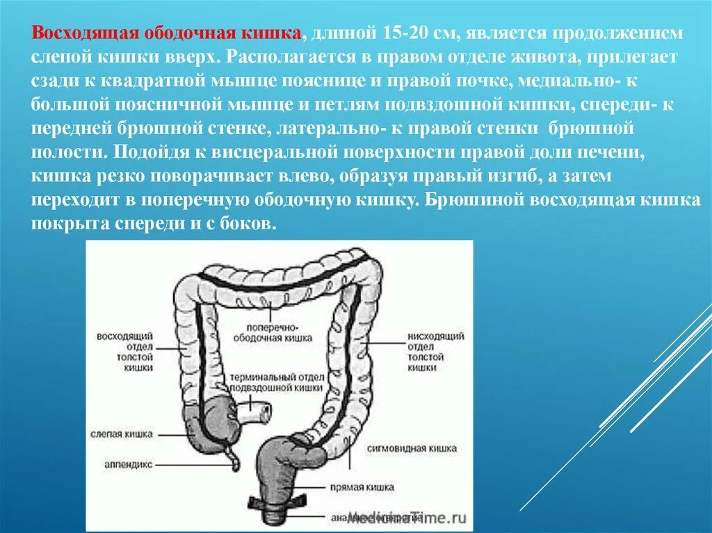 Селезеночная ободочная кишка. Поперечная ободочная кишка анатомия. Слепая кишка поперечно-ободочная. Отделы Толстого кишечника ректосигмоидный.