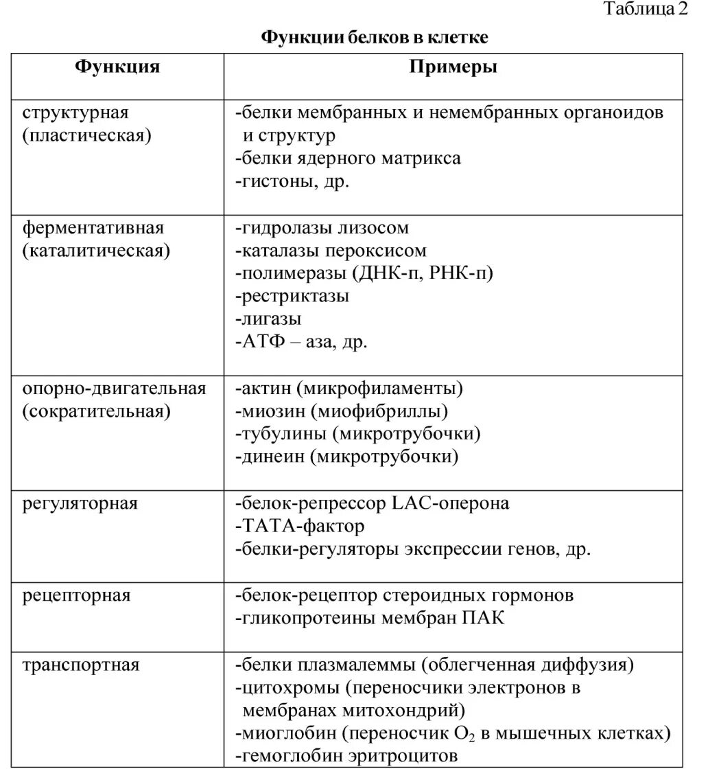 Список функций белков. Биологические функции белков таблица. Важнейшие биологические функции белков таблица. Таблица по функциям белков. Таблица функции белков 9 класс биология.