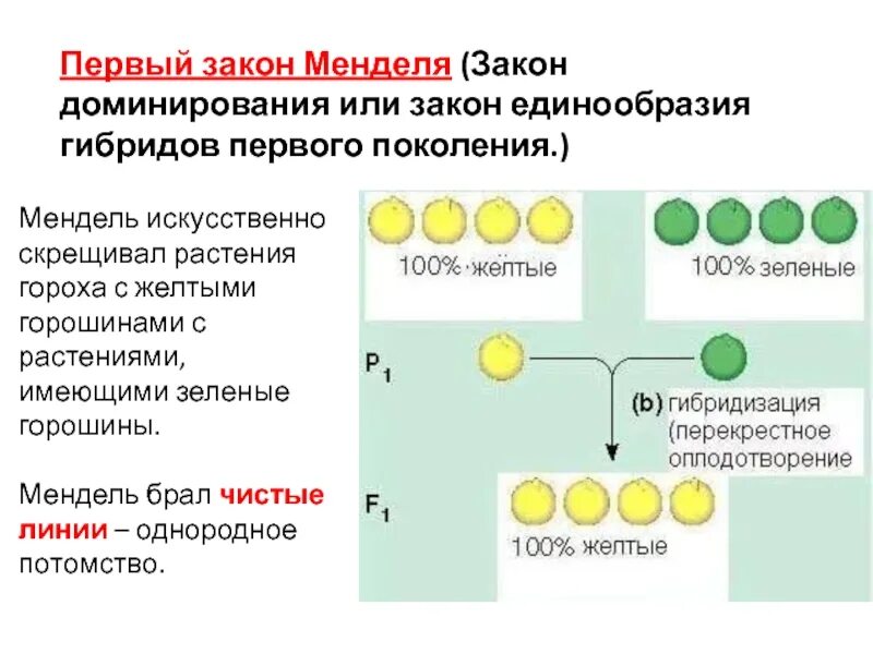 Гибриды второго поколения имеют. Первый закон Менделя закон доминирования. Закон Менделя генетика горох. 1 Закон Менделя закон доминирования. Закон доминирования Менделя схема.