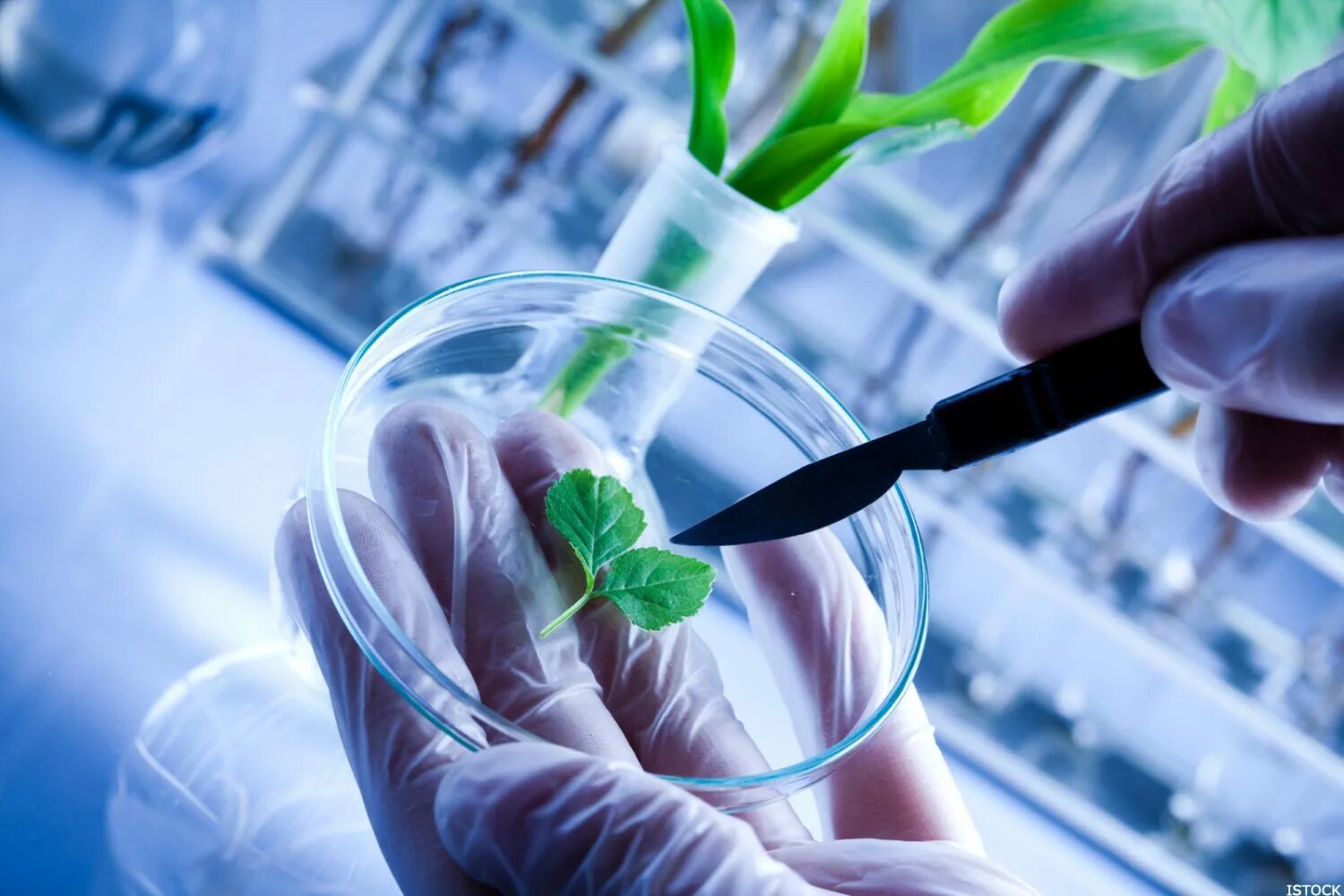 Молекулярная биобезопасность. Генная инженерия в биотехнологии. Молекулярная биотехнология. Биотехнологии в сельском хозяйстве. Современные биотехнологии.