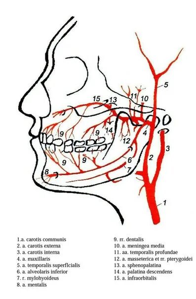 Кровоснабжение нижней челюсти схема. Верхнечелюстная артерия схема. Схема кровоснабжения верхней челюсти. Верхнечелюстная артерия ветви схема. Статья артерия жизни по дну чего