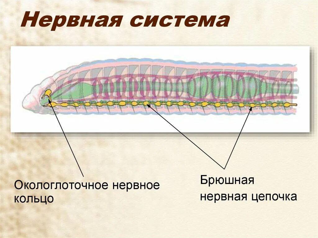 Строение нервной системы кольчатых червей. Окологлоточное кольцо у кольчатых червей. Многощетинковые черви нервная система. Нервная система кольчатых червей червей.