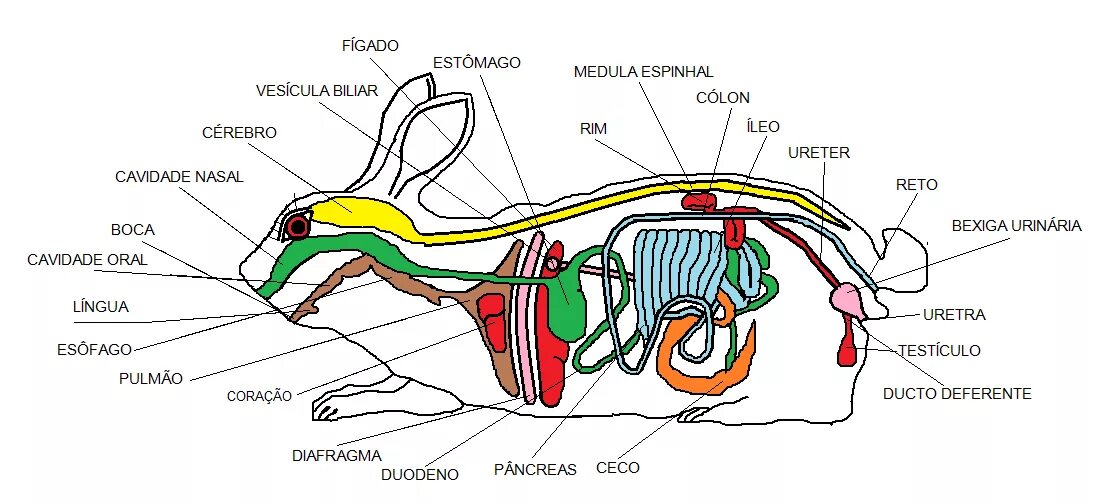 Внутреннее строение кролика. Органы пищеварительной системы кролика. Дыхательная система кролика строение. Пищеварительная система кролика схема.