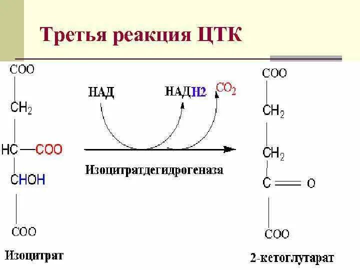 3 Реакция ЦТК. Реакция образования фадн2 в ЦТК. Первая реакция цикла трикарбоновых кислот. 1 Реакция ЦТК. Реакции образования циклов