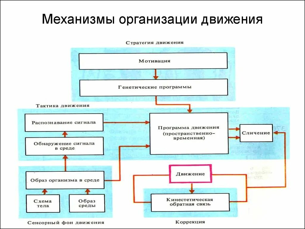 Механизмы организации движений. Центральные механизмы организации движений. Механизмы произвольной организации движения. Физиологический механизм организации движений. Серийная организация движений