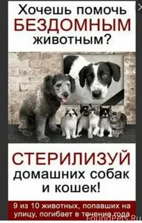Почему важно помогать бездомным животным