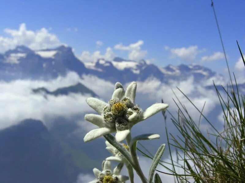 Высокогорный цветок Эдельвейс. Цветок Эдельвейс Альпийский. Эдельвейс цветок Швейцария. Эдельвейс в Альпах.