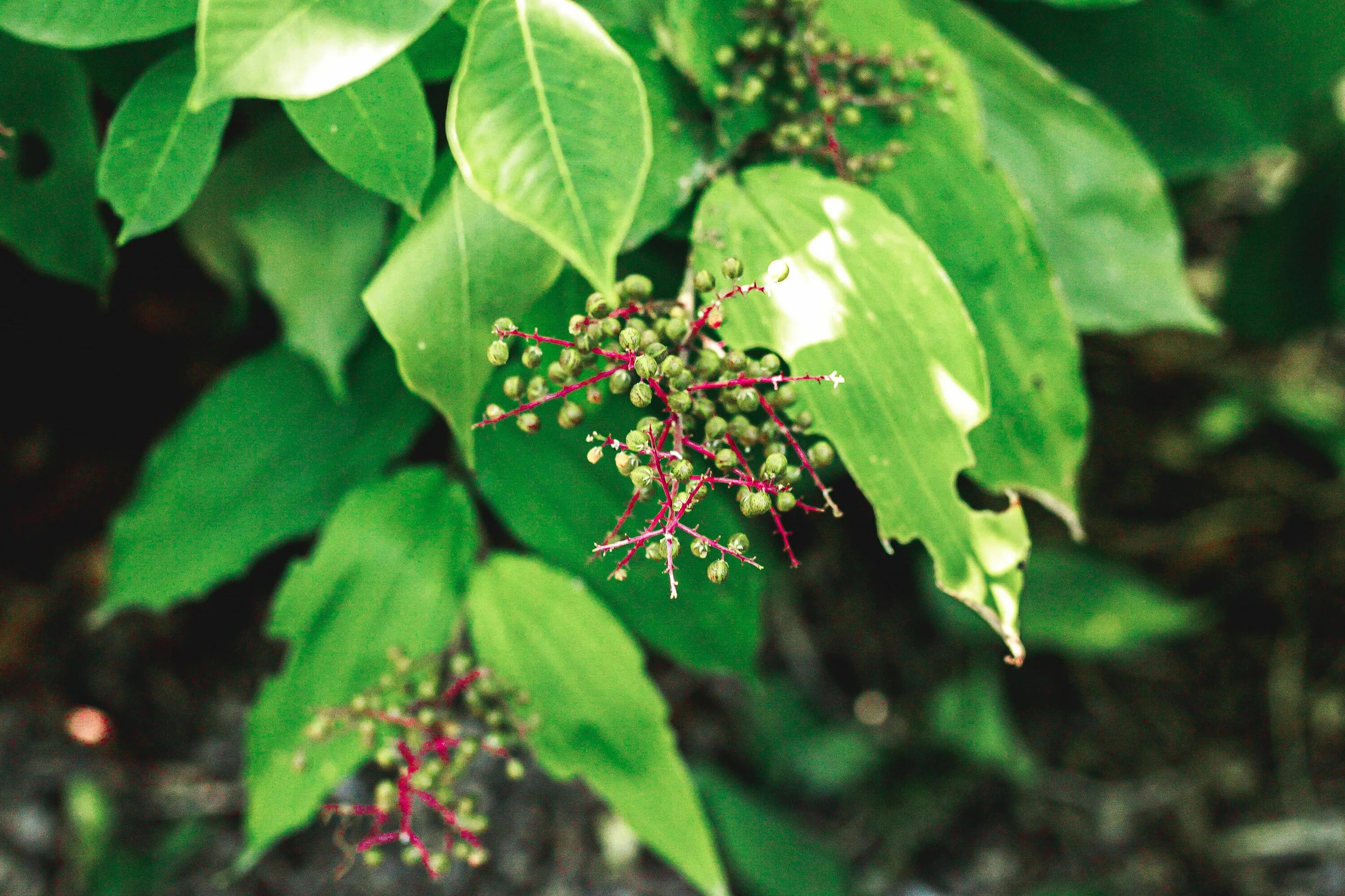 Poison plant. Poison Sumac дерево. Sumac растение. Сумах ядоносный (лаковое дерево). Растения+Сумах ядоносный.