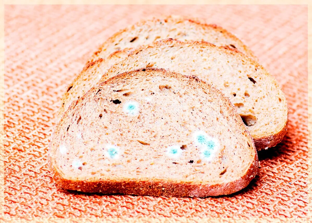 Плесень на хлебе. Плесневение хлеба. Батон с плесенью. Заплесневелый кусочек хлеба. Ела хлеб с плесенью