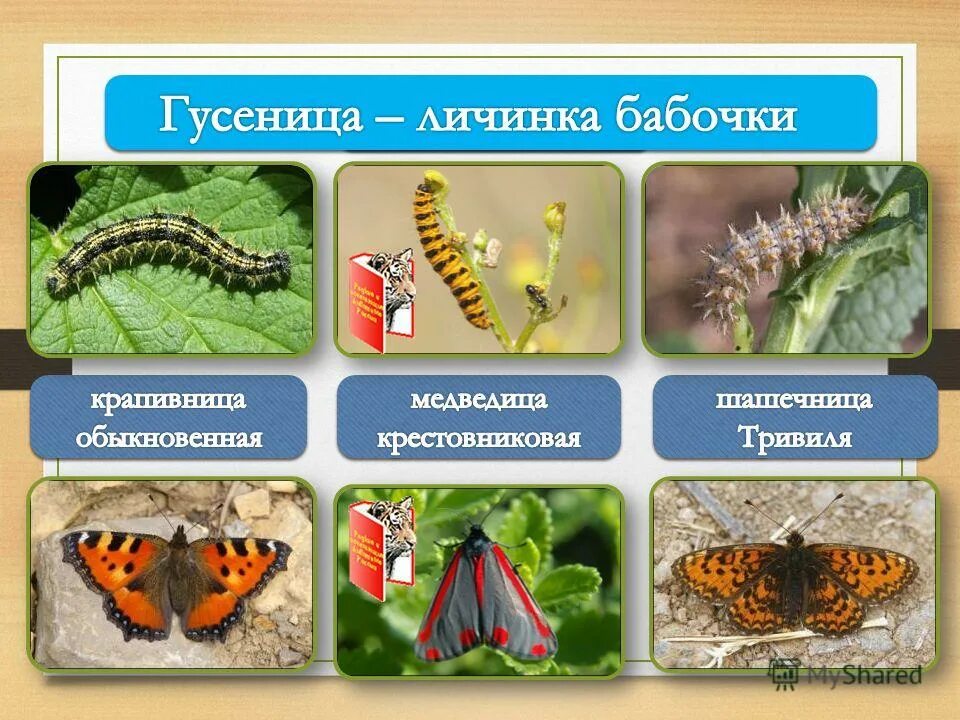 Царство капустной белянки. Отряд чешуекрылые крылья. Систематическое положение чешуекрылых. Бабочки делятся на ночные и дневные. Бабочки булавоусые дневные и ночные.