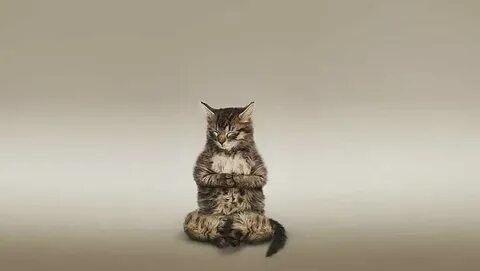Коте сборник дзен