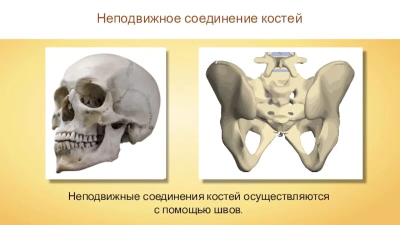Неподвижное соединение человека. Неподвижное соединение костей. Не подвижной соединение костей. Кости с неподвижным соединением. Неподвижные кости в скелете человека.