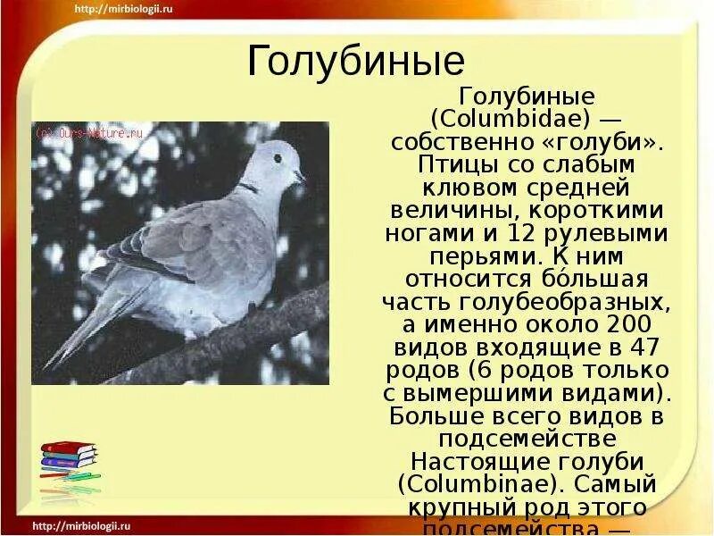 9 отрядов птиц. Отряд оолушеобразные птицы. Отряд Голубеобразные. Отряд голубиные представители. Отряд Голубеобразные общая характеристика.