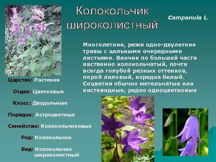 Растения покрытосеменных колокольчик. Колокольчик широколистный многолетний. Колокольчик широколистный листья. Колокольчик широколистный описание. Признаки колокольчика