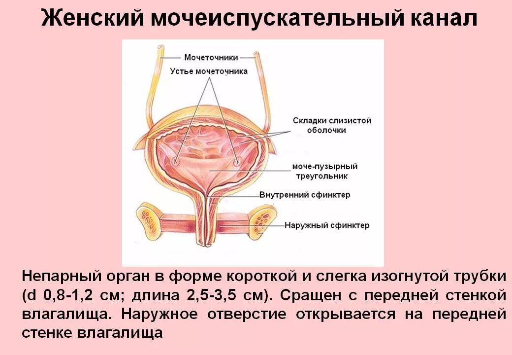 Строение мочевого пузыря мочеиспускательного канала. Наружное отверстие мочеиспускательного канала женский расположение. Сфинктеры женского мочеиспускательного канала анатомия. Женский мочеиспускательный канал анатомия строение. Мочеиспускательный канал у женщин анатомия строение.