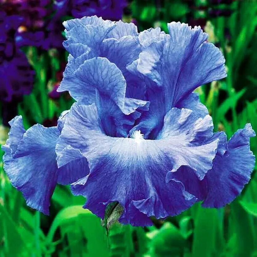 Дабл дабл цветное. Ирис германский сиа дабл. ирис metolius blue. ирис блю сапфир.