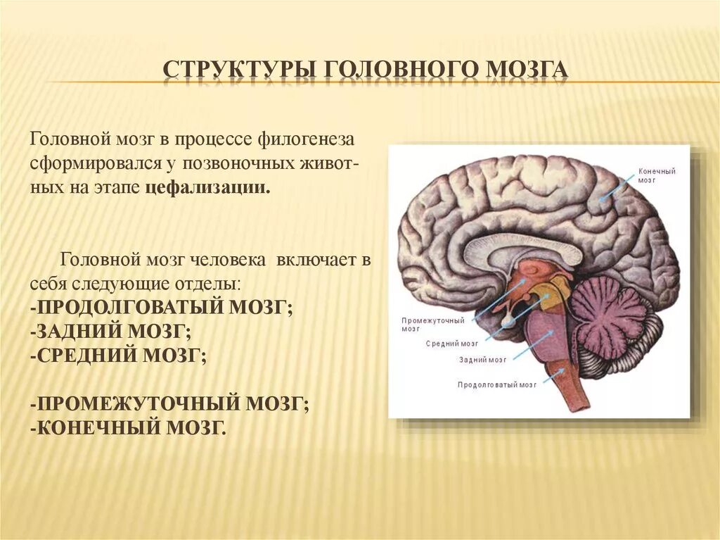 Структура головного мозга включает