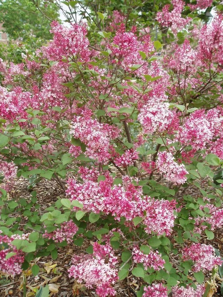 Сирень вольфа. Сирень сирень вольфа. syringa wolfii. сирень вольфа куст.
