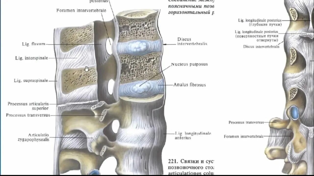 Соединение позвонков вид сбоку. Соединения позвоночного столба анатомия. Межпозвоночный диск Тип соединения костей. Позвоночный столб соединения позвонков.