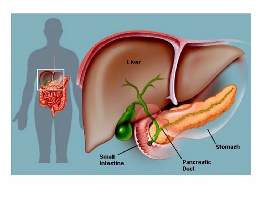 где находится желчный пузырь у человека. где желчь у человека. застойный желчный пузырь. где желчь у человека. анатомия человека, желудок, желчный пузырь.
